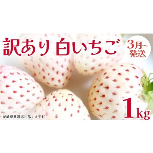 ふるさと納税 いちご 茨城県 牛久市 訳あり 白いちご 1kg 2026年3月発送開始 (茨城県共通返礼品:大子町) 苺 果物 フルーツ 果実 ご家庭用
