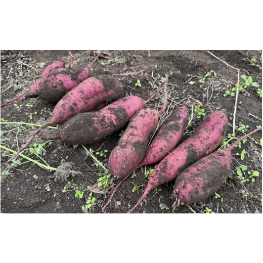 ふるさと納税 野菜類 サツマイモ 岡山県 真庭市  2026年先行予約 蒜山の柴田さん家の紅はるか 5kg ／ さつまいも 紅はるか 岡山県 真庭市 蒜山 sbta002-01_3