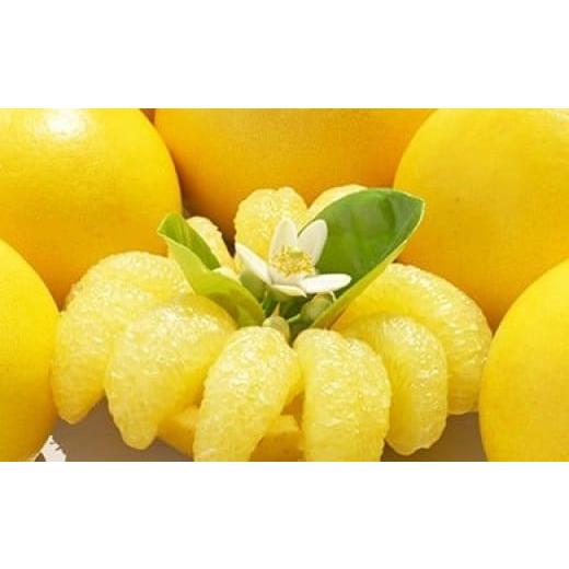 ふるさと納税 みかん・柑橘類 高知県 黒潮町 熟成の土佐ぶんたん 5kg (L〜4L・ご家庭用)[1681]