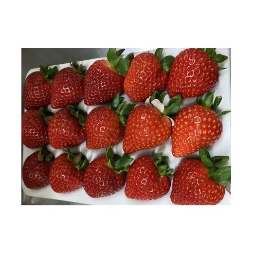 ふるさと納税 いちご 埼玉県 横瀬町 数量限定 埼玉県産ブランドいちご「あまりん」 1ホール(12〜18粒入り) | いちご イチゴ あまりん 埼玉県産ブランドいち…