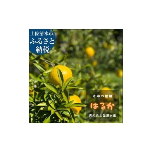 ふるさと納税 みかん・柑橘類 高知県 土佐清水市 ＼令和8年1月発送/ はるか 4.5キロ 栽培期間中農薬不使用 ラクファーム 日向夏の偶発実生 みかん 蜜柑 ミカ…