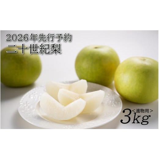 ふるさと納税 梨 鳥取県 岩美町 2026年 先行予約 二十世紀梨 3kg 進物用|鳥取 山根農園 梨 2026年収穫後 9月頃〜順次発送予定 着日指定不可 41064