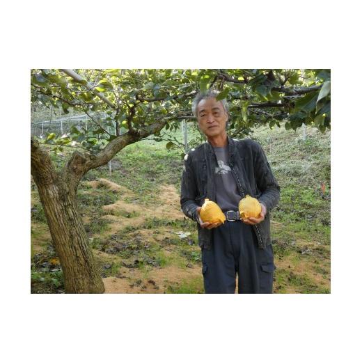 ふるさと納税 梨 鳥取県 岩美町  2026年 先行予約 二十世紀梨 10kg｜鳥取 東光園 梨 2026年収穫後 2026年8月下旬〜9月頃順次発送 着日指定不可 41055 10kg 寄…の画像