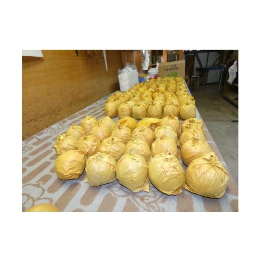 ふるさと納税 梨 鳥取県 岩美町  2026年 先行予約 二十世紀梨 10kg｜鳥取 東光園 梨 2026年収穫後 2026年8月下旬〜9月頃順次発送 着日指定不可 41055 10kg 寄…の画像