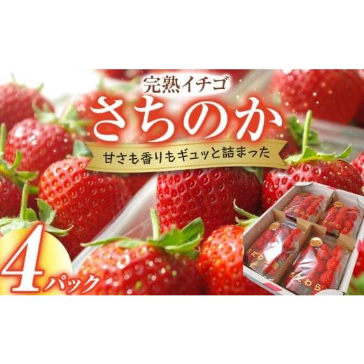 ふるさと納税 いちご 神奈川県 小田原市 完熟イチゴ さちのか 希少いちご 神奈川県産 苺 4パック入り