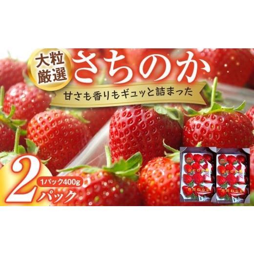 ふるさと納税 いちご 神奈川県 小田原市 大粒厳選さちのか 希少いちご 神奈川県産 苺 2パック入り