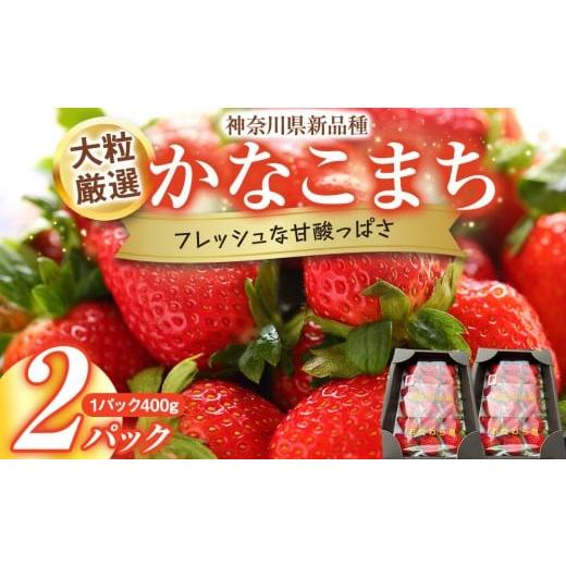 ふるさと納税 いちご 神奈川県 小田原市 大粒厳選 神奈川県新品種「かなこまち」 完熟イチゴ 苺 2パック入り