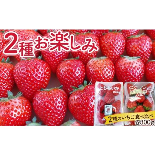 ふるさと納税 いちご 栃木県 日光市 いちご 2種お楽しみ 食べ比べ セット(とちあいか&amp;スカイベリー) 2026年1月初旬より順次発送 |フルーツ いちご 苺 …