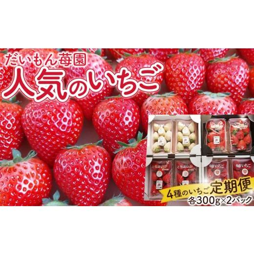 ふるさと納税 いちご 栃木県 日光市 (4か月連続定期便/計4回)だいもん苺園の人気のいちご4種定期便 2026年1月初旬より順次発送 |フルーツ いちご 苺 期間…
