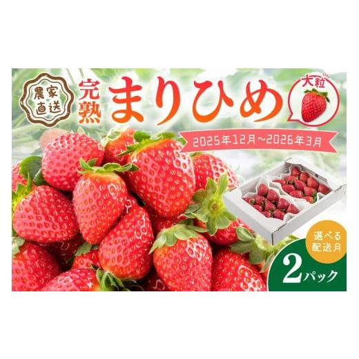 ふるさと納税 いちご 和歌山県 御坊市 農家直送 大粒完熟まりひめ いちご 2パック(1月限定)[先行予約] 配送不可地域:北海道・沖縄・離島 1月発送