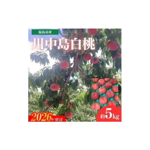 ふるさと納税 もも 福島県 福島市 No.3266 安斎果樹園 福島のもも 「川中島白桃」約5kg(13玉〜15玉) 2026年発送 先行予約