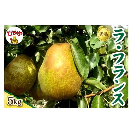 ふるさと納税 梨 山形県 東根市 2026年産 ラ・フランス5kg(12-18玉) 秀品 山形県 東根市 フルーツピッカー提供 hi097-007 5kg(12-18玉)