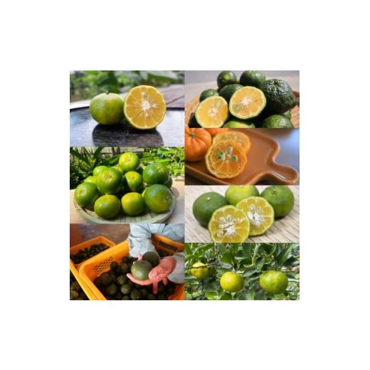 ふるさと納税 果物類 みかん 沖縄県 国頭村 発送月固定定期便 やんばるの島みかんまるっと定期便全6回 4081245