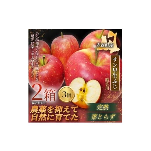 ふるさと納税 りんご 青森県 青森市 青森直送 季節の味覚をお届け サン早生ふじ 3個入×2箱(贈答用)2026年産 産地直送 限定生産 1700941