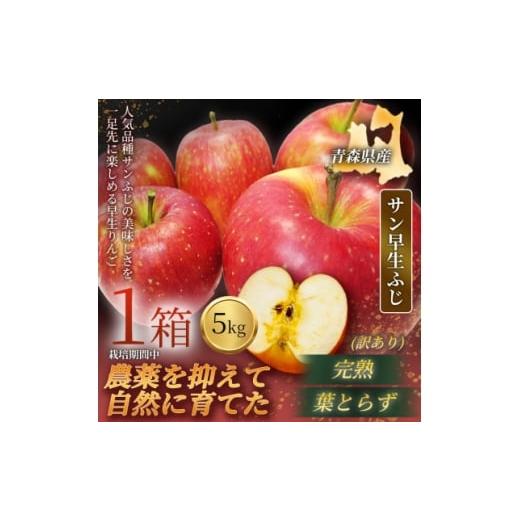ふるさと納税 りんご 青森県 青森市 青森直送 季節の味覚をお届け サン早生ふじ 5kg×1箱(訳あり)2026年産 産地直 限定生産 1700981