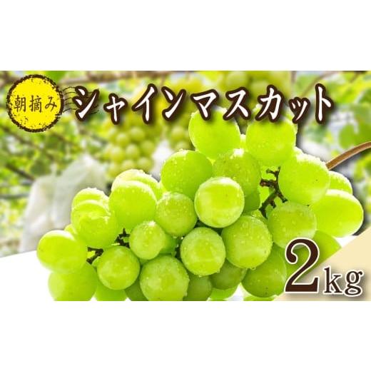 ふるさと納税 ぶどう マスカット 宮崎県 小林市 2026年発送 先行予約 朝摘み樹上完熟シャインマスカット 2kg程度(ブドウ ぶどう シャインマスカット フルー…