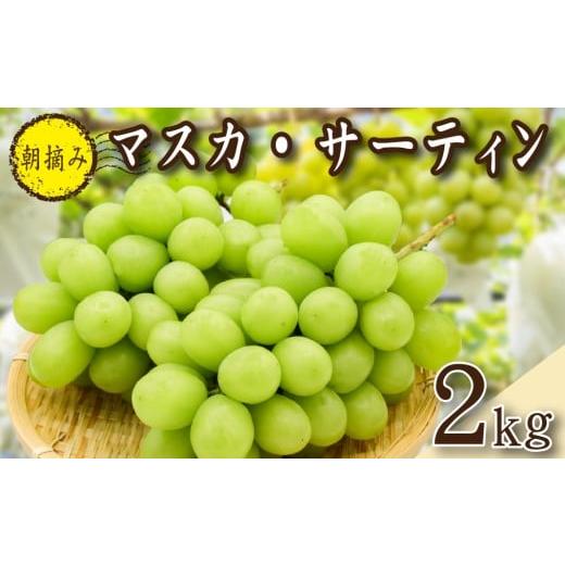 ふるさと納税 ぶどう マスカット 宮崎県 小林市 2026年発送 先行予約 農場直送・朝摘み樹上完熟マスカ・サーティン 2kg程度(ブドウ ぶどう シャインマスカッ…