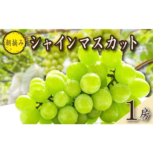 ふるさと納税 ぶどう マスカット 宮崎県 小林市 2026年発送 先行予約 特選大房朝摘み完熟シャインマスカット1房 750g程度(ブドウ ぶどう フルーツ シャイン…