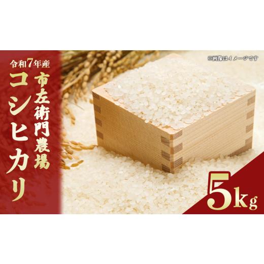 ふるさと納税 米 コシヒカリ 茨城県 つくば市 令和7年産 市左衛門農場コシヒカリ5kg 米 こめ こしひかり コシヒカリ ご飯 白米 精米 5kg 令和7年産 茨城県 つ…