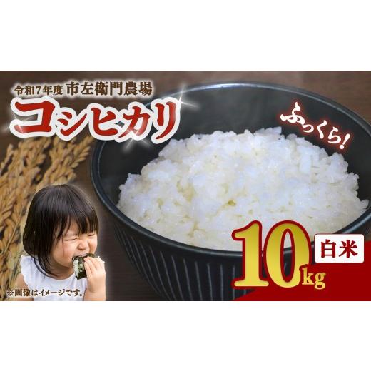 ふるさと納税 米 コシヒカリ 茨城県 つくば市 令和7年産 コシヒカリ 10kg │ 米 こめ こしひかり ご飯 白米 精米 10キロ 2025年産 茨城県産 茨城県 つくば市