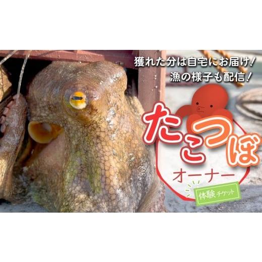 ふるさと納税 イベントやチケット等 神奈川県 鎌倉市 獲れた分は自宅にお届け たこつぼオーナー体験チケット