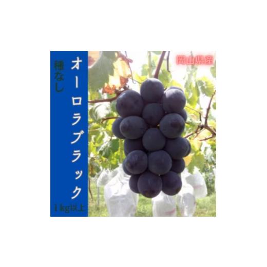 ふるさと納税 ぶどう 岡山県 津山市 2026年先行予約 岡山のぶどう(オーロラブラック)1kg(2房)_オーロラブラック 黒ぶどう 1kg 2房 贈答 ギフト フルーツ 果物…