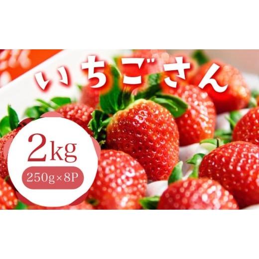 ふるさと納税 いちご 佐賀県 大町町 佐賀産 いちごさん8パック 41nf-007 8パック