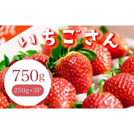 ふるさと納税 いちご 佐賀県 大町町 佐賀産 いちごさん3パック 41nf-008 3パック