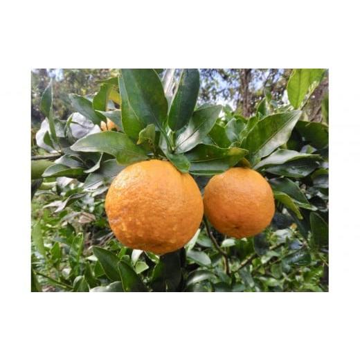 ふるさと納税 みかん・柑橘類 鹿児島県 屋久島町 2026年1月中旬以降発送 完熟 あま〜い 屋久島ぽんかん 約3kg 先行予約