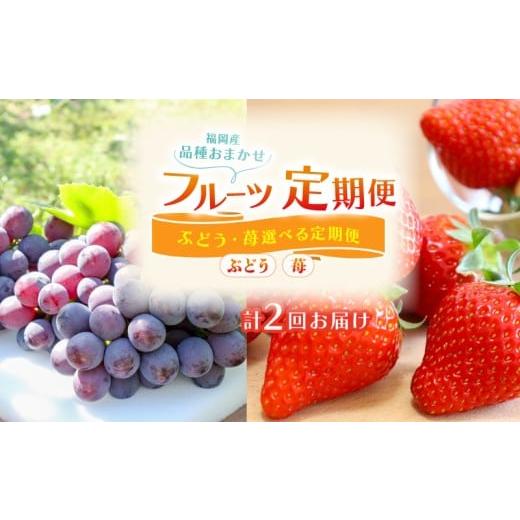 ふるさと納税 果物の詰合せ 福岡県 川崎町 フルーツ 定期便 2回 ( あまおう ぶどう ) 苺 あまおう 約560g ぶどう 2kg 福岡県産 あまおう 葡萄 巨峰 果物 定期…