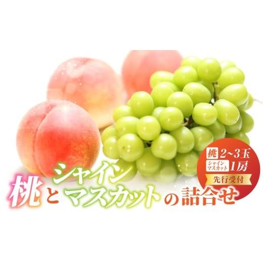 ふるさと納税 もも 山形県 大江町 [先行受付]桃とシャインマスカットの詰合せ 2026年9月頃より順次発送予定 060-017