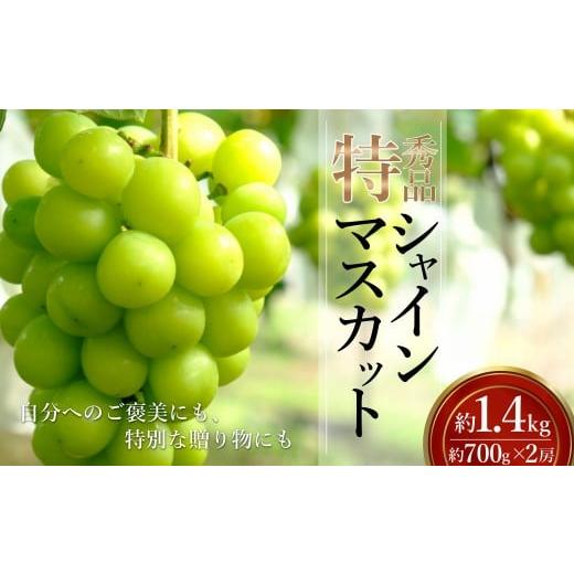ふるさと納税 ぶどう マスカット 山形県 長井市 2026年発送 「特秀」シャインマスカット約1.4kg(約700g×2房)_H246(R8)