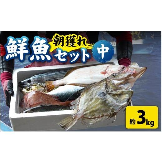 ふるさと納税 魚貝類 福井県 南越前町 先行予約 1回お届け 朝獲り 漁師厳選 鮮魚セット (中) 4種類以上 約3kg 2026年4月以降発送開始 魚 詰め合わせ 直送 鮮…