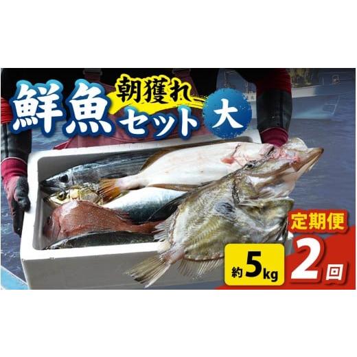 ふるさと納税 魚貝類 福井県 南越前町  先行予約 2回お届け 朝獲り 漁師厳選 鮮魚セット (大) 5種類以上 約5kg 2026年4月以降発送開始 お届け対象月 4月,6月,8…の画像