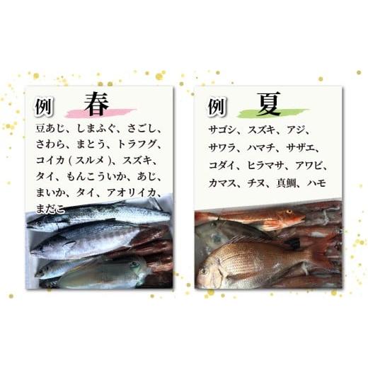 ふるさと納税 魚貝類 福井県 南越前町  先行予約 2回お届け 朝獲り 漁師厳選 鮮魚セット (大) 5種類以上 約5kg 2026年4月以降発送開始 お届け対象月 4月,6月,8…の画像