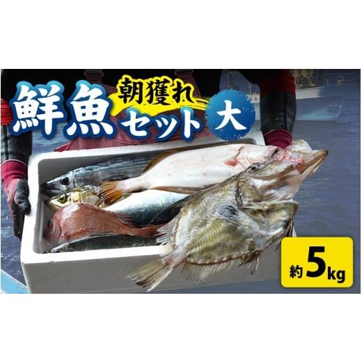 ふるさと納税 魚貝類 福井県 南越前町 先行予約 1回お届け 朝獲り 漁師厳選 鮮魚セット (大) 5種類以上 約5kg 2026年4月以降発送開始 お届け対象月 4月,6月,8…