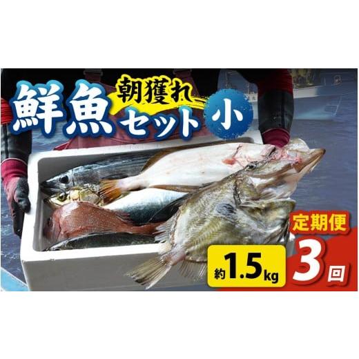 ふるさと納税 魚貝類 福井県 南越前町 先行予約 3回お届け 朝獲り 漁師厳選 鮮魚セット (小) 3種類以上 約1.5kg 2026年4月以降発送開始 お届け対象月 4月,6月…