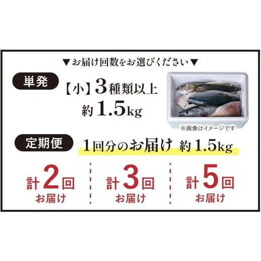 ふるさと納税 魚貝類 福井県 南越前町  先行予約 3回お届け 朝獲り 漁師厳選 鮮魚セット (小) 3種類以上 約1.5kg 2026年4月以降発送開始 お届け対象月 4月,6月…の画像