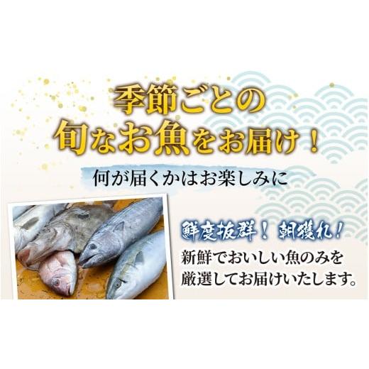 ふるさと納税 魚貝類 福井県 南越前町  先行予約 3回お届け 朝獲り 漁師厳選 鮮魚セット (小) 3種類以上 約1.5kg 2026年4月以降発送開始 お届け対象月 4月,6月…の画像