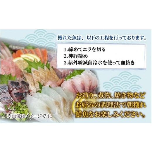 ふるさと納税 魚貝類 福井県 南越前町  先行予約 3回お届け 朝獲り 漁師厳選 鮮魚セット (小) 3種類以上 約1.5kg 2026年4月以降発送開始 お届け対象月 4月,6月…の画像