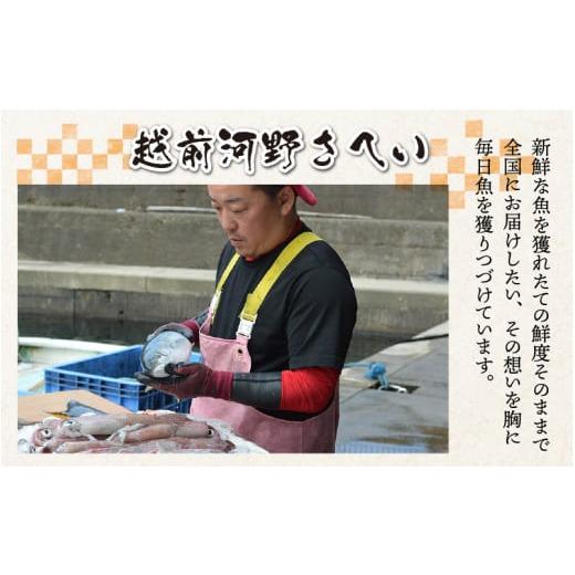 ふるさと納税 魚貝類 福井県 南越前町  先行予約 3回お届け 朝獲り 漁師厳選 鮮魚セット (小) 3種類以上 約1.5kg 2026年4月以降発送開始 お届け対象月 4月,6月…の画像