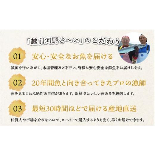 ふるさと納税 魚貝類 福井県 南越前町  先行予約 3回お届け 朝獲り 漁師厳選 鮮魚セット (小) 3種類以上 約1.5kg 2026年4月以降発送開始 お届け対象月 4月,6月…の画像