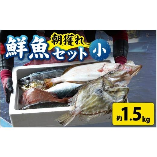 ふるさと納税 魚貝類 福井県 南越前町 先行予約 1回お届け 朝獲り 漁師厳選 鮮魚セット (小) 3種類以上 約1.5kg 2026年4月以降発送開始 魚 詰め合わせ 直送 …