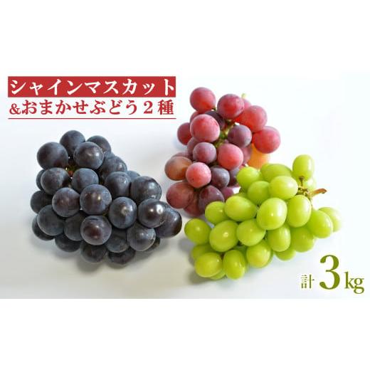 ふるさと納税 ぶどう マスカット 山形県 長井市 2026年発送 安部ぶどう園のシャインマスカットとおまかせぶどう2種詰合せ約3kg_H220(R8)