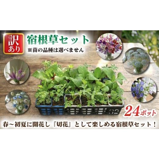 ふるさと納税 雑貨・日用品 花 埼玉県 羽生市 訳あり 品種おまかせ 宿根草 24ポット 切り花 寄せ植え 花 ガーデニング 園芸 花苗 季節 お花 ハイフラワー 埼玉…