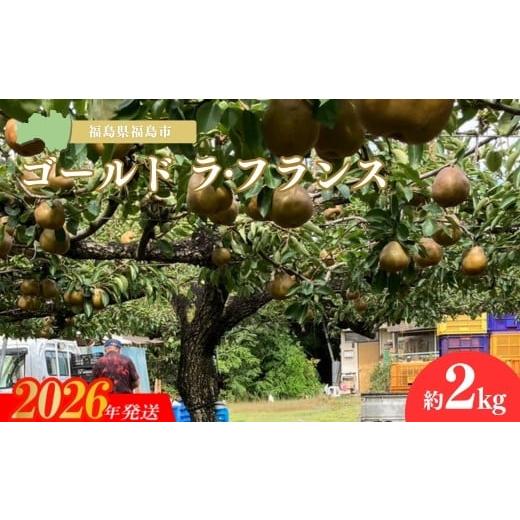 ふるさと納税 梨 福島県 福島市 No.3245 ヤマ考紺野果樹園 ゴールド ラフランス 約2kg 2026年発送