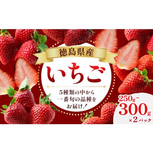 ふるさと納税 野菜類 トマト 徳島県 美馬市 いちご 250g 〜 300g × 2パック [1月上旬‐4月末頃出荷]ヴェリタス株式会社 徳島県 美馬市 いちご 青果物 くだ…