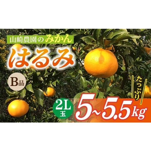 ふるさと納税 みかん・柑橘類 佐賀県 多久市 3月上旬頃から順次発送 甘くジューシーで爽やかな味わい 山崎農園のはるみ B級品 2L 5.0〜5.5kg 数量限定 みかん…