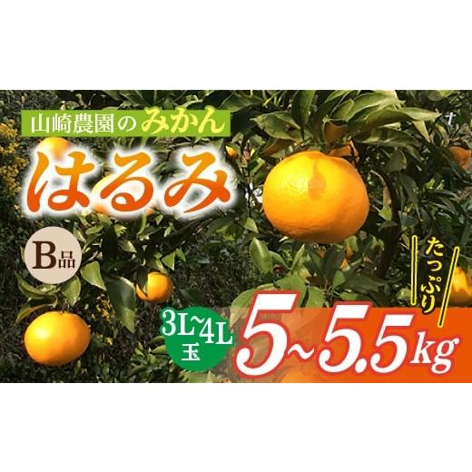 ふるさと納税 みかん・柑橘類 佐賀県 多久市 3月上旬頃から順次発送 甘くジューシーで爽やかな味わい 山崎農園のはるみ B級品 3L〜4L 5.0〜5.5kg 数量限定 み…
