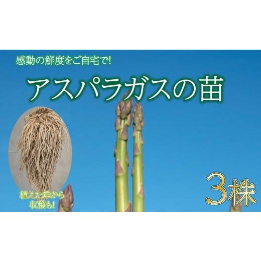 ふるさと納税 野菜類 アスパラガス 新潟県 新発田市 家で育てる美味しいアスパラ アスパラ 苗 アスパラ 3株 野菜 旬 旬の野菜 期間限定 数量限定 野菜 家庭菜…